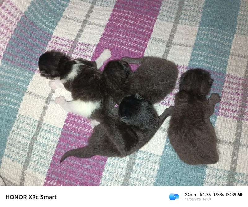 Котята бесплатно! 2 Котята бесплатно! 2