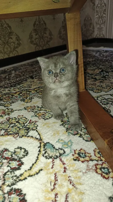Котята фолды. Окрасы золото и серебро шиншиллы,белые и пепельный. — фото 3