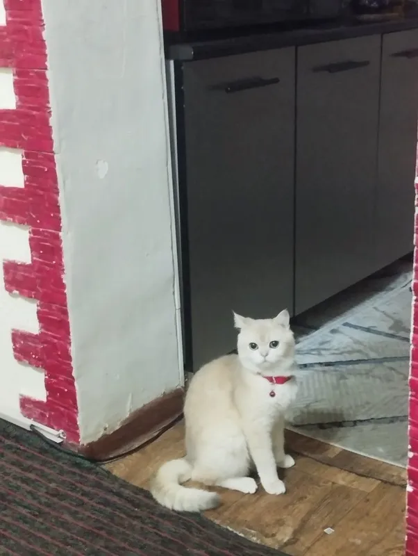 Продаётся кот породистый