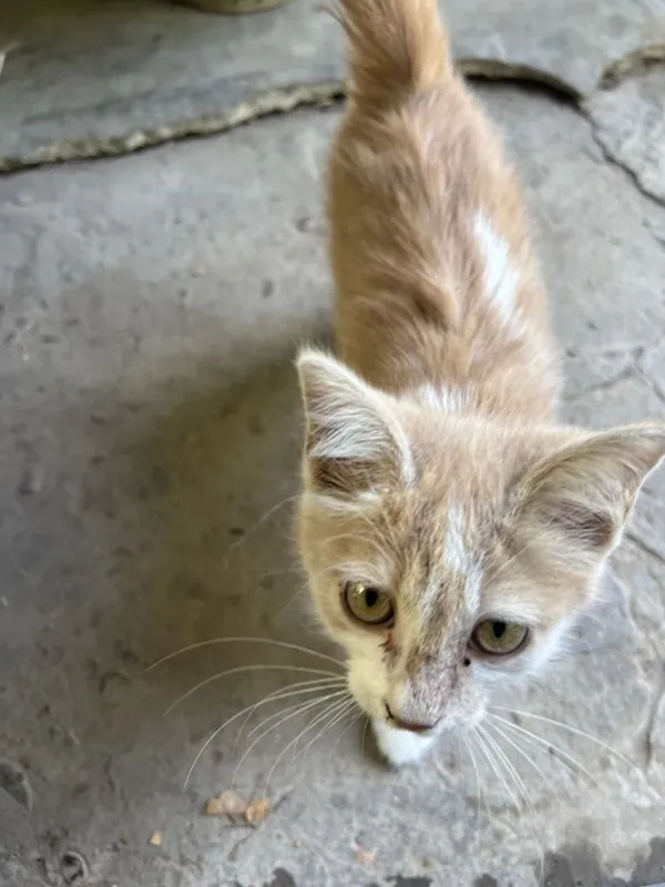 Хороший, умный, котёнок 3 Хороший, умный, котёнок 3