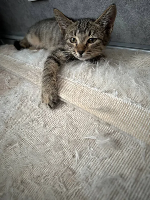 отдам котенка мальчик