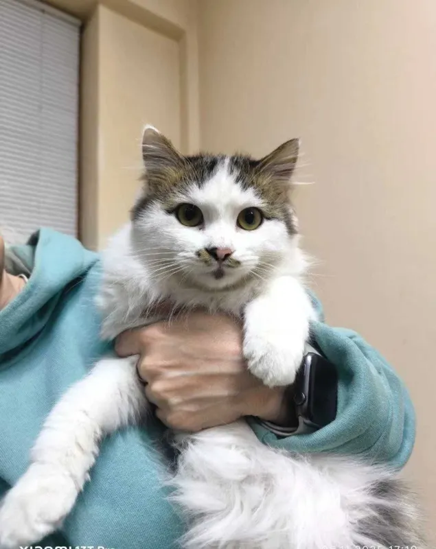 В добрые руки котик В добрые руки котик