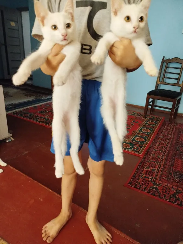 Appaq pishiq balalari Appaq pishiq balalari