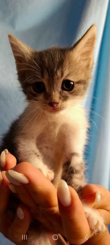 Котята ищут семьи! 1 Котята ищут семьи! 1