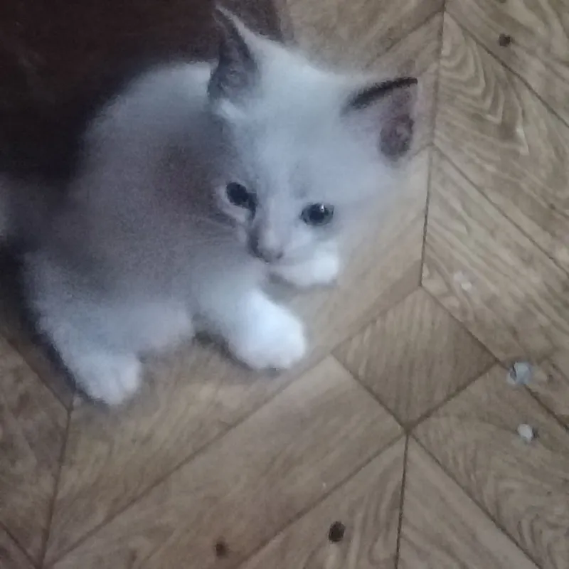 4котенка.отдаем даром 7 4котенка.отдаем даром 7