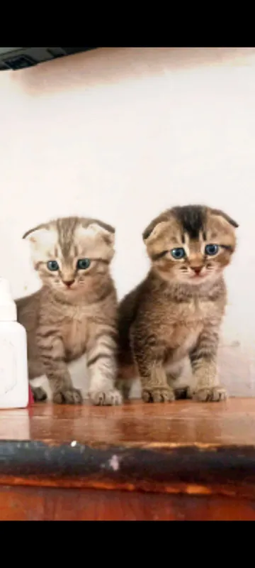 продаются котяки скотиш фолд один месяц им . 3 продаются котяки скотиш фолд один месяц им . 3