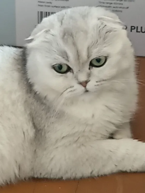 Шотландская выслоухая кошка