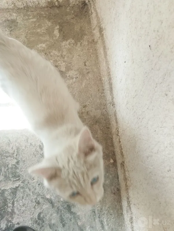 Очень милый котенок 2 Очень милый котенок 2