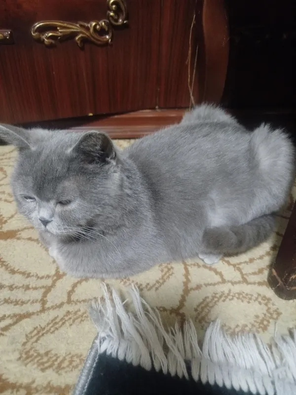 британский кошка