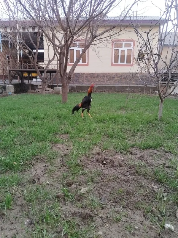 Xurozlar sotiladi