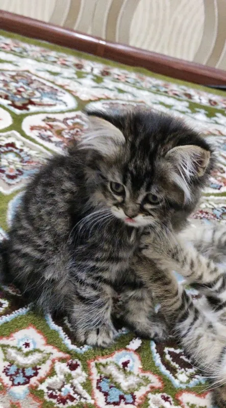 Котята чистокровные — фото 2