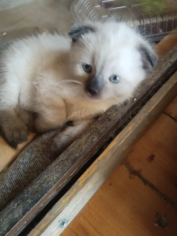 Продается котенок! — фото 5