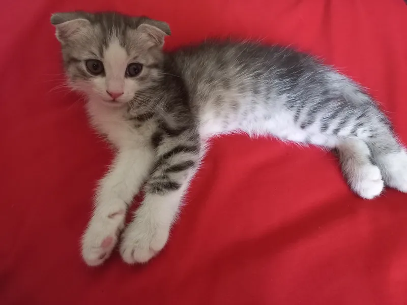 котёнок 3