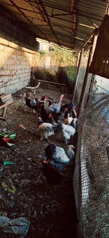 Uy tovuq xurozlar brama qora shaxzoda induklar 2 Uy tovuq xurozlar brama qora shaxzoda induklar 2