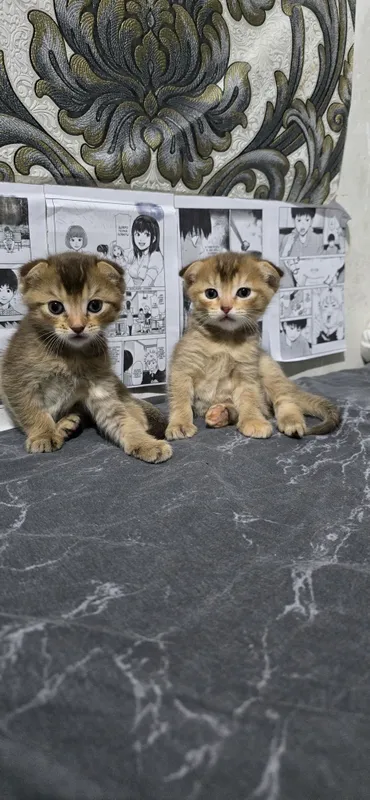 Продаю котят мальчик и девочка