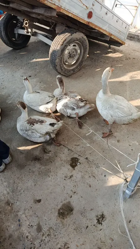 2 ta erkak 2 ta urgʻochi gozlar urgʻochilari tugʻadi