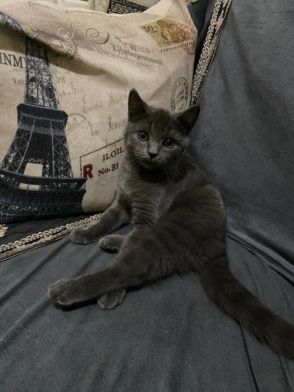 Скоттиш страйт котенок