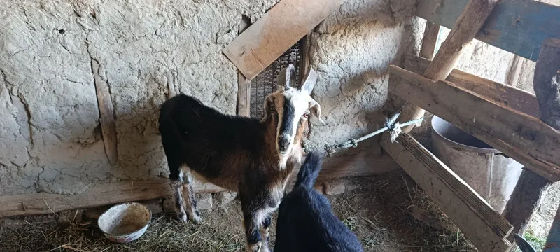 Echki 2oy boqilgan 1 Echki 2oy boqilgan 1