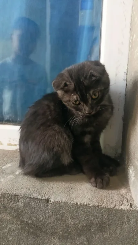 Кошка с котятами отдается в дар 2
