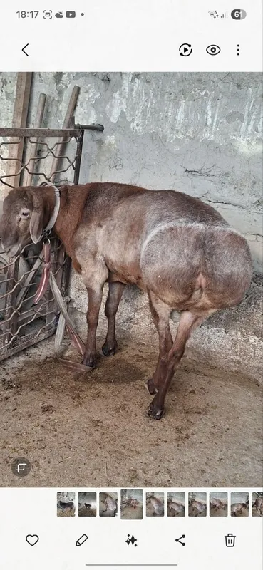Кучкорлар сотилади