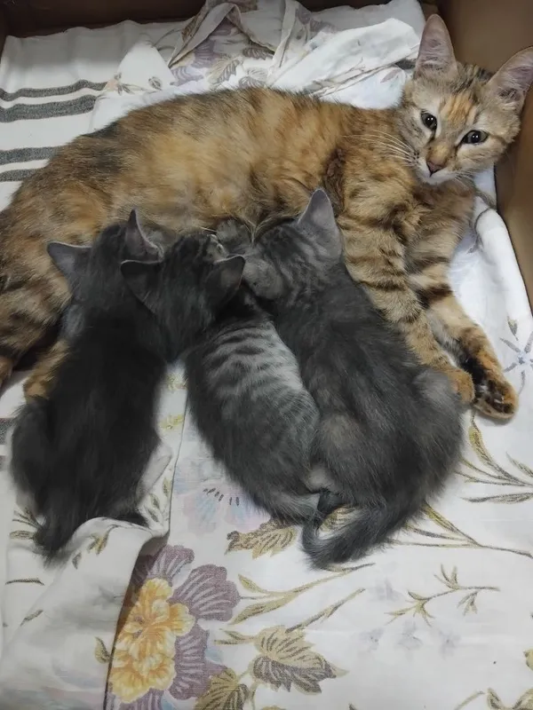 Отдам в хорошие руки котят 1