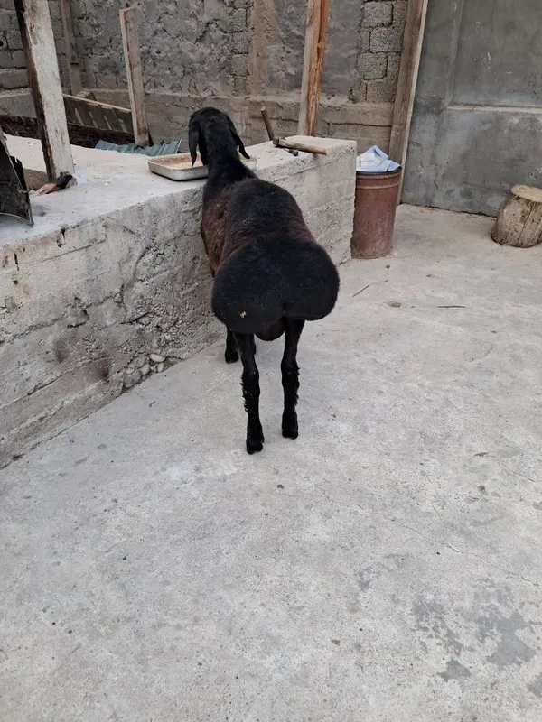 QASOB XIZMATI Qochqor Toza Husori Sog'lom 2