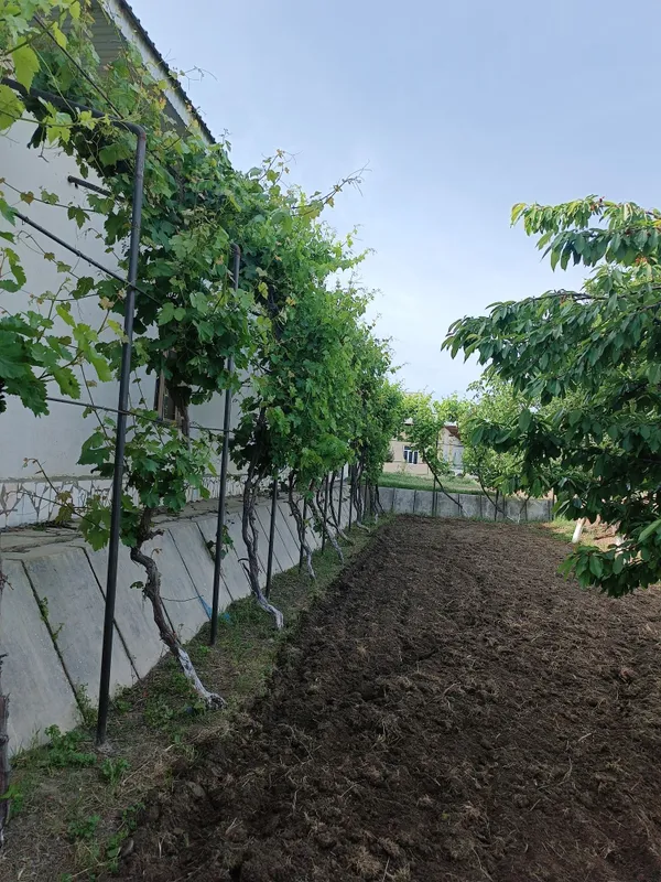 15- сотихли ховли барча куллайликларга эга.