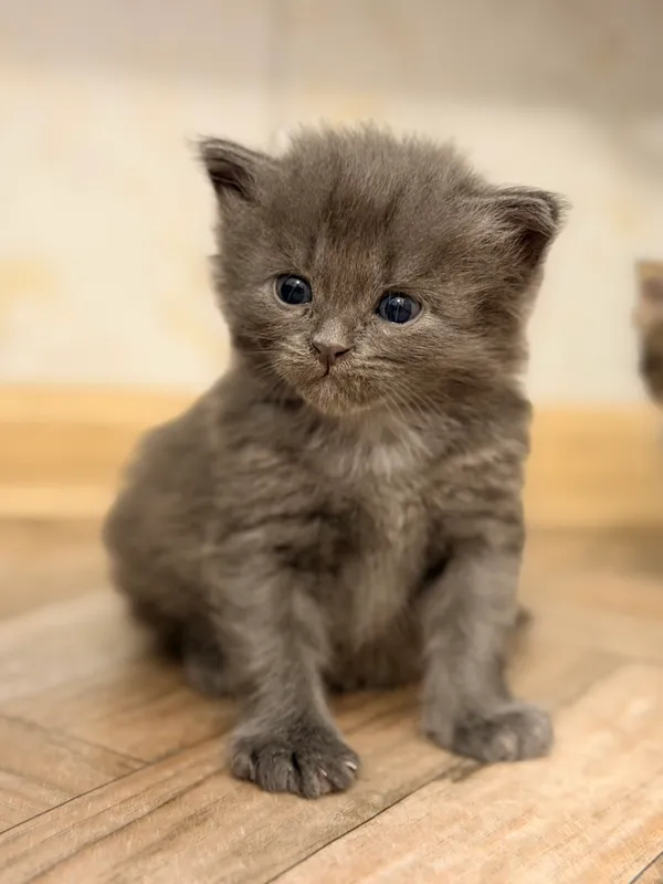 котенок-мальчик в добрые руки 2 котенок-мальчик в добрые руки 2