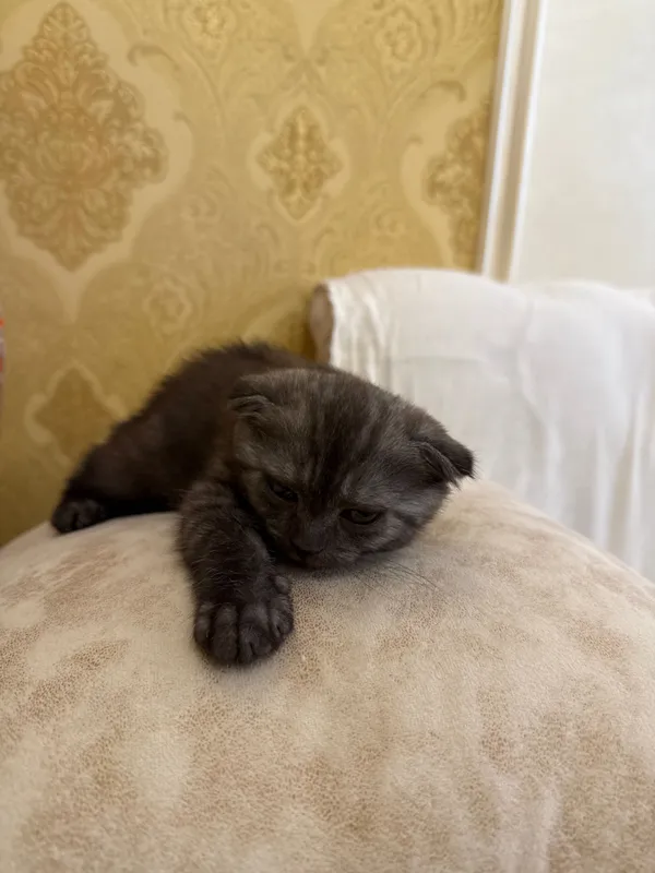 Шотландский вислоухий котёнок (Scottish Fold), 2 месяца 2 Шотландский вислоухий котёнок (Scottish Fold), 2 месяца 2