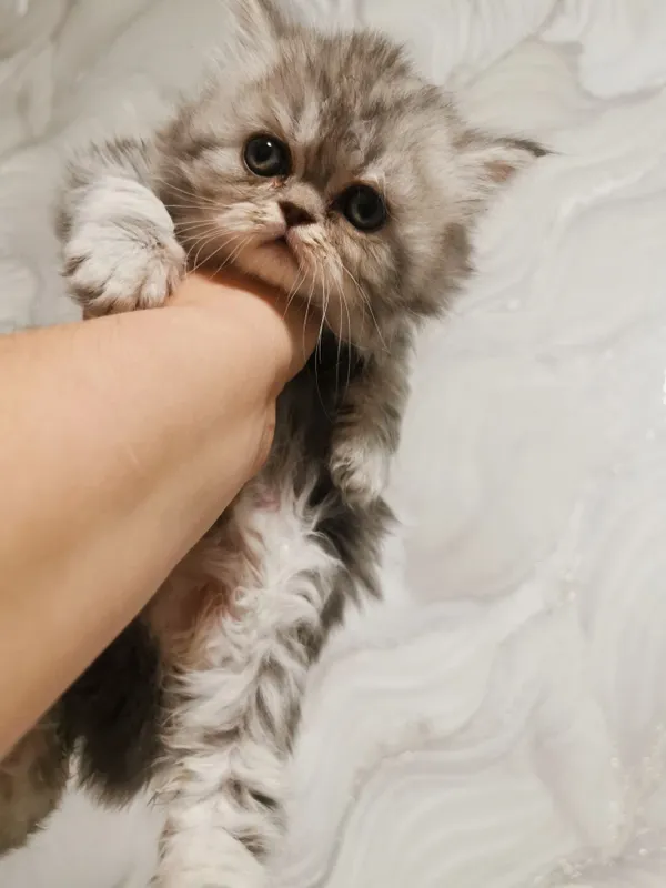 Продаются катята скотиш фолд скотиш страйд — фото 3