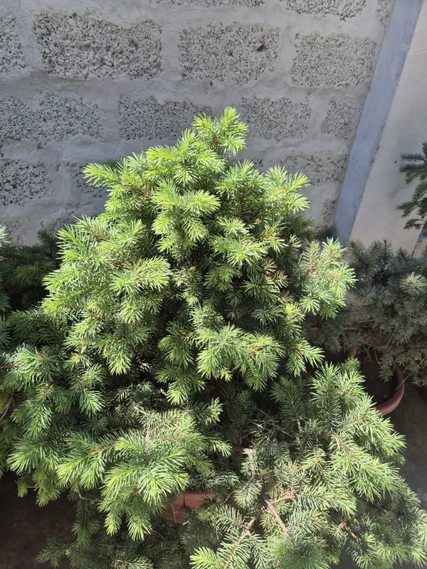 Продаются ели красивые — фото 3