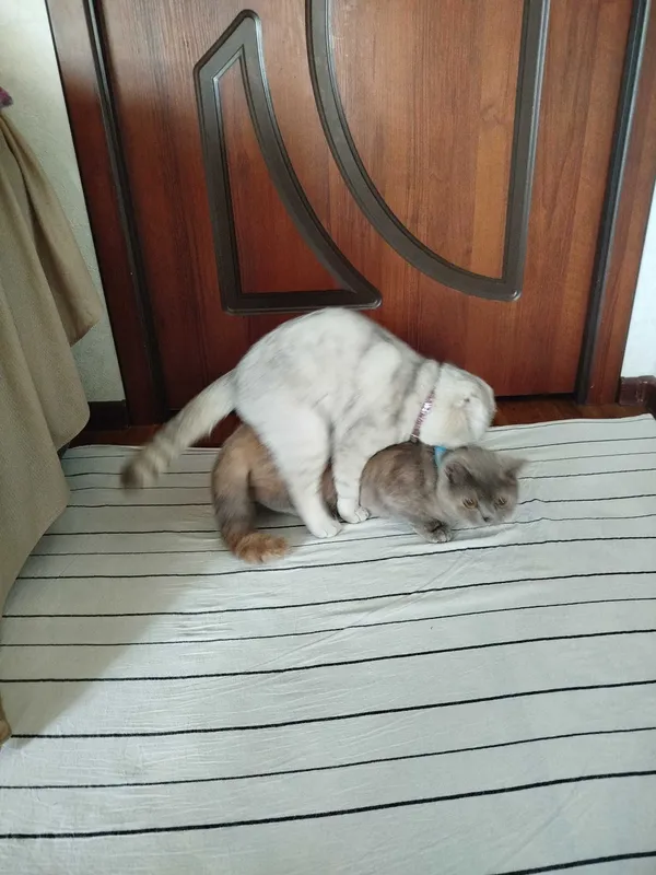 (SOTILMAYDI) Вязка скотиш фолд Серебристая шиншилла .кот НЕ ПРОДАЁТСЯ. 6