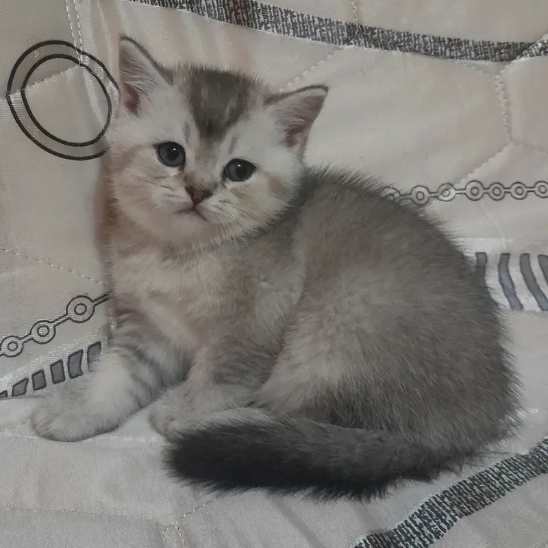 Продаются шикарные котята скотишстрайт,шиншилла. — фото 5