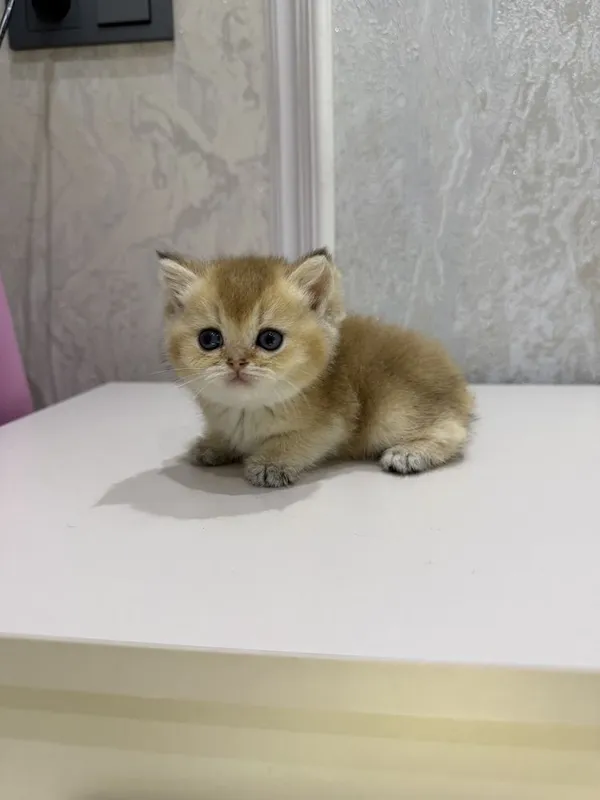 Золотая шиншилла