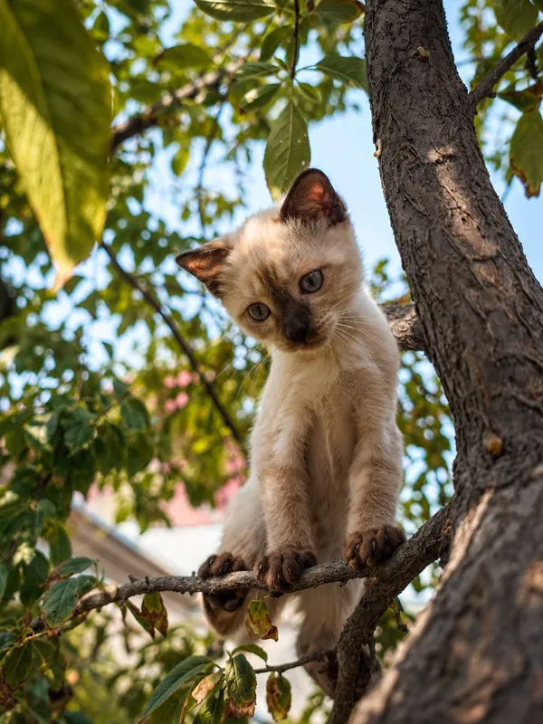 отдам котят в хорошие руки 2