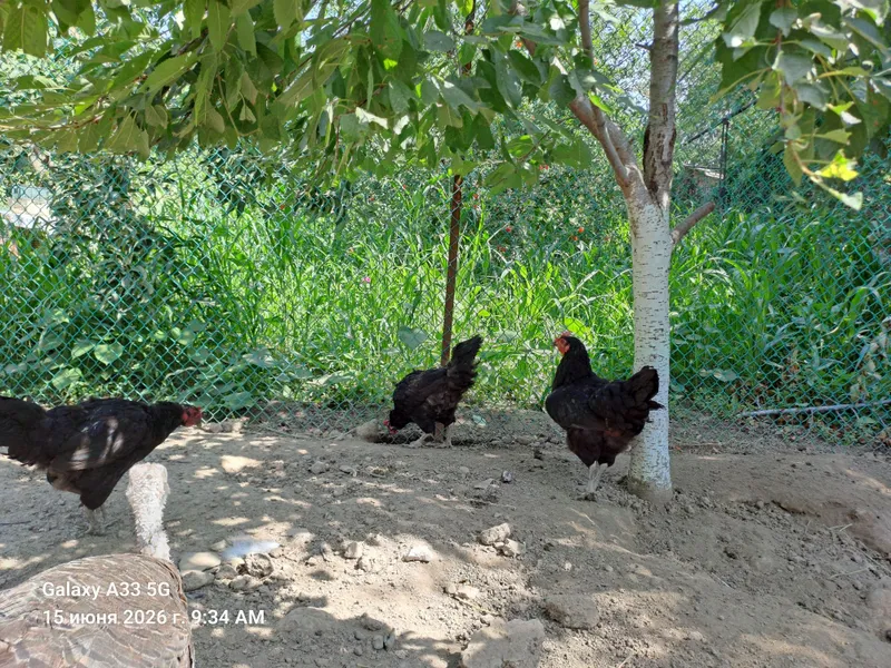 Продам домашних курей 3 Продам домашних курей 3