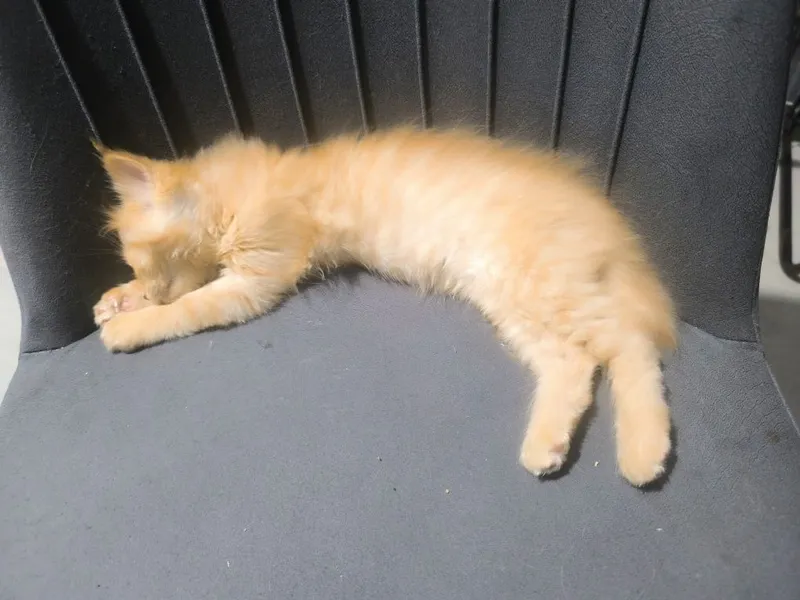 Отдаются котята в добрые руки