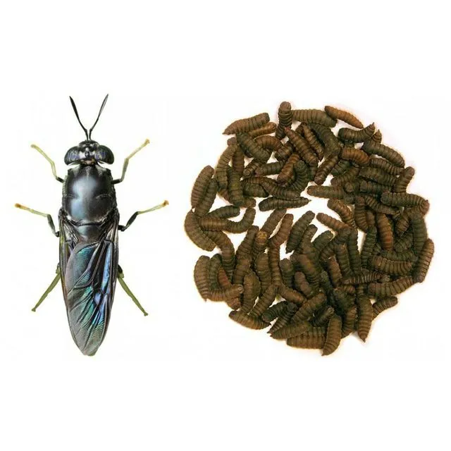 Chorni Livinka "Qora askar" Qurti 1