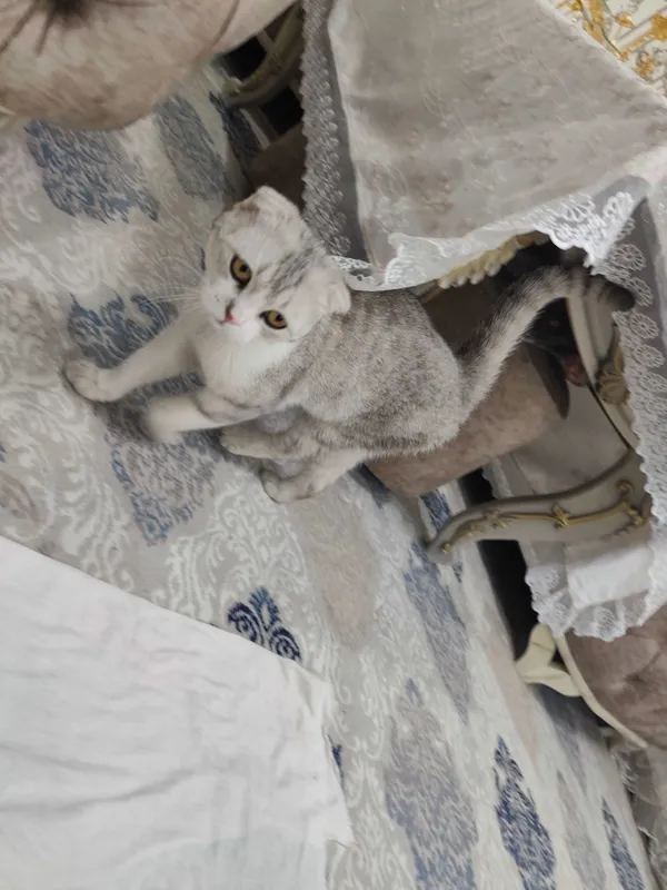 Scottish Fold Silver erkak mushuk sotiladi
