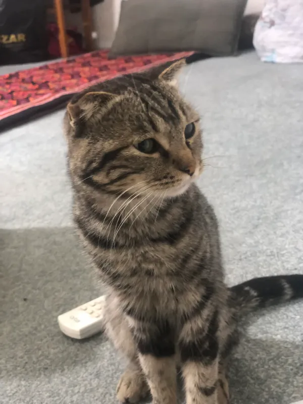 Шотландский вислоухий (Scottish Fold) 2 Шотландский вислоухий (Scottish Fold) 2