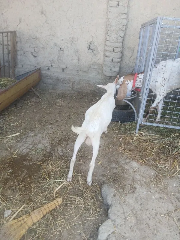 Zotga takacha sotiladi 4