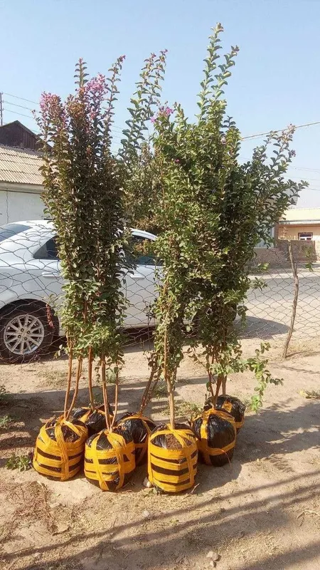 Сирен декоратив кучатлар