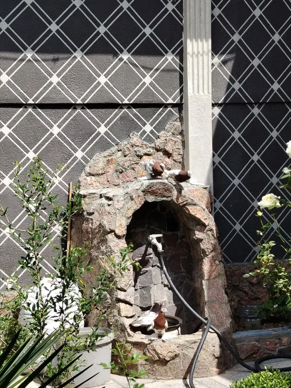 Kaptar Голубь Каптар — фото 5