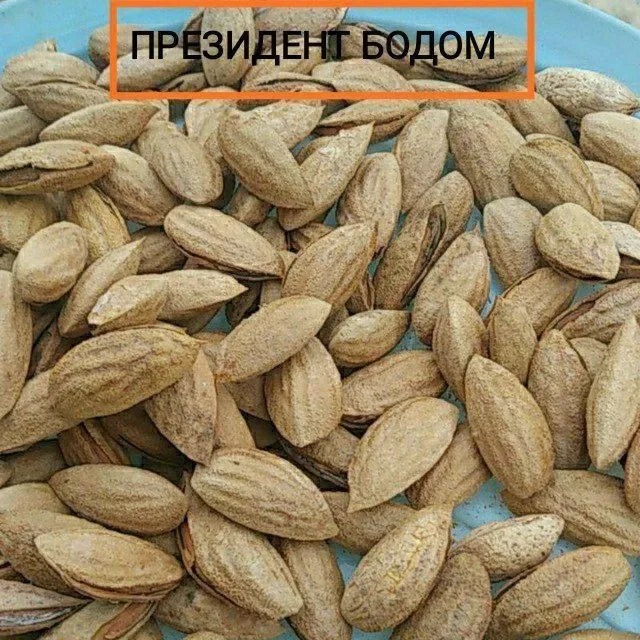 БОДОМ КУЧАТЛАРИНИ 9 хил сорти бор сортига падвойига кафолат берамиз — фото 1