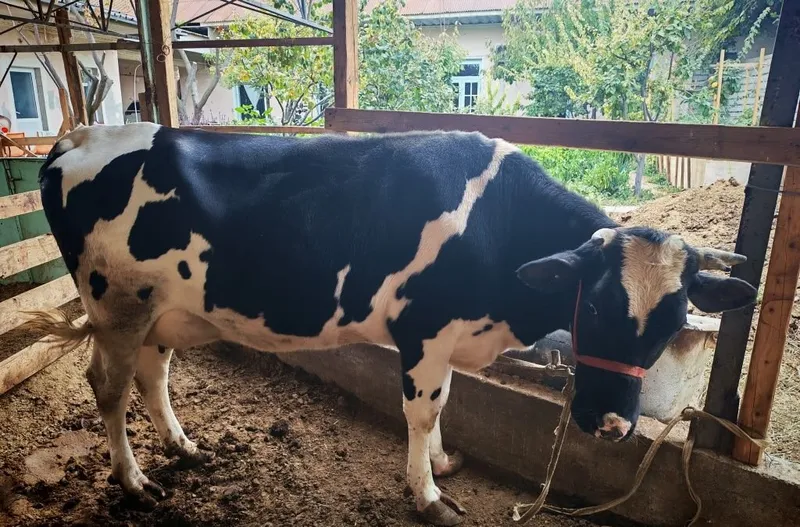 Продаётся корова, отелилась 3 раза 3 Продаётся корова, отелилась 3 раза 3