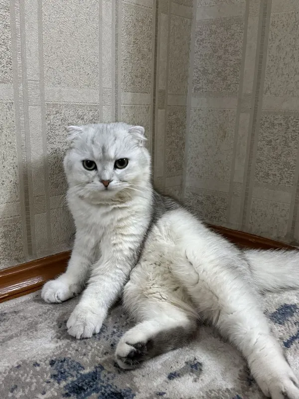 Scottish fold o’gil bola 9 oylik 1 Scottish fold o’gil bola 9 oylik 1
