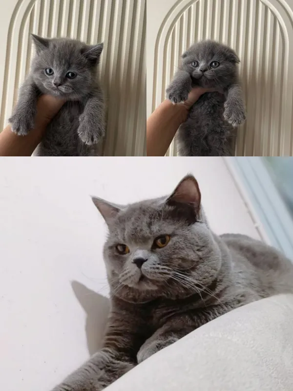 Вязка! Скоттиш страйт .Г.Чирчик рядом с Ташкентом — фото 4