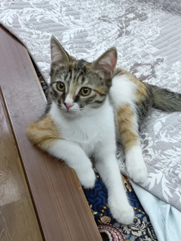Котята, даром 3 месячные — фото 4