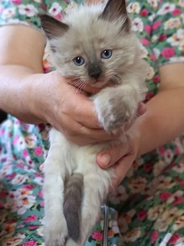 Пушистые сиамские котята ждут своеоо котята — фото 2