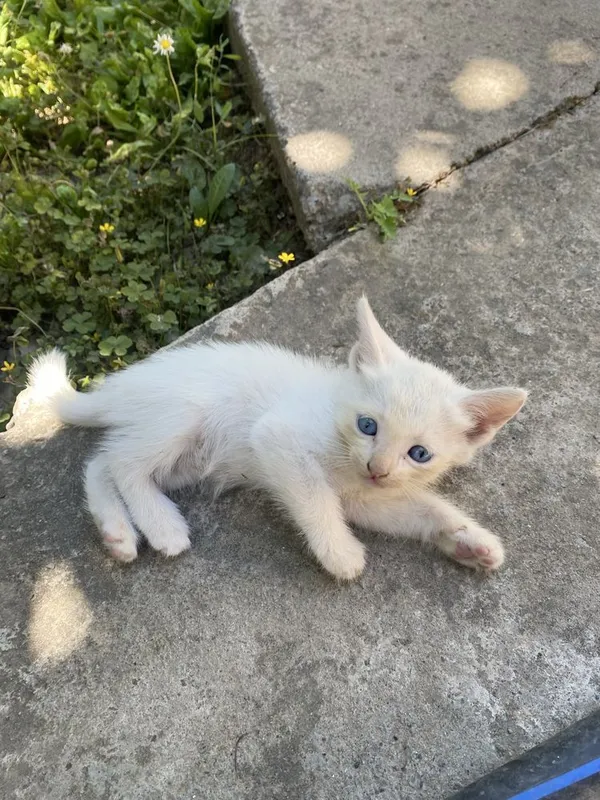 Бесплатно котята Бесплатно котята